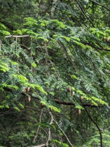 branch of hemlock