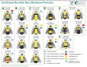 Cover photo for How to Identify Bumble Bees