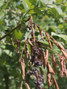 Cover photo for Cicada Damage to Blueberry Crop