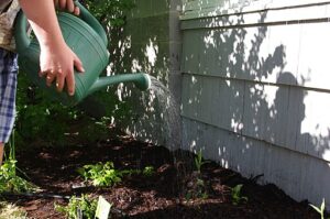 Middle school gardener watering in native plant seedlings
