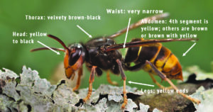 yellow-legged hornet identification