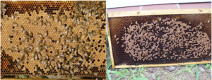 Cover photo for What Should I Be Doing in My Apiary This Month? July