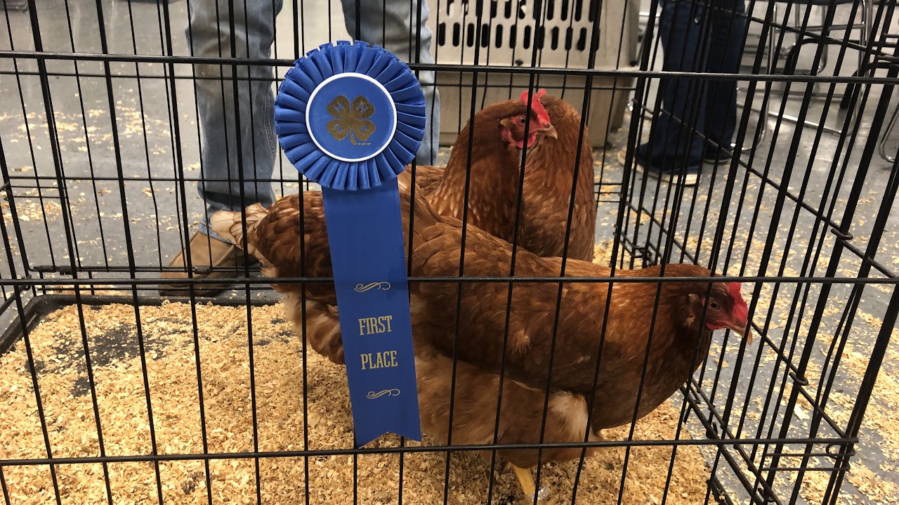 2025 North Central District 4H Poultry Show N.C. Cooperative Extension