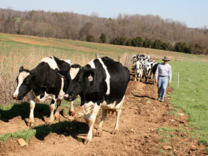 Dairy cows at Lindale Farm.