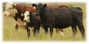 Cover photo for Hereford Field Day - Saturday, September 14