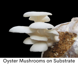 Oyster Mushrooms on substrate