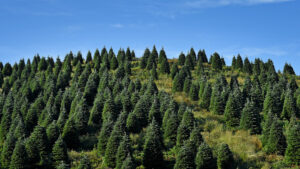 A Christmas tree farm in Avery County