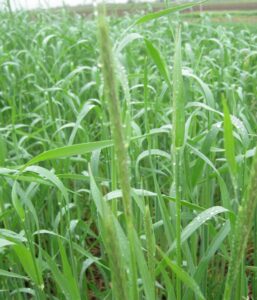 Cereal Rye