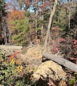 Cover photo for Flooding and Wind Damage: What’s Next for Your Landscape