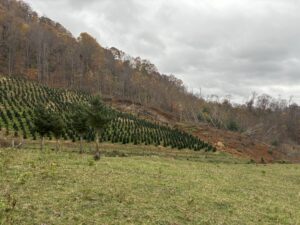 Mudslide in a Christmas tree farm, post-Helene