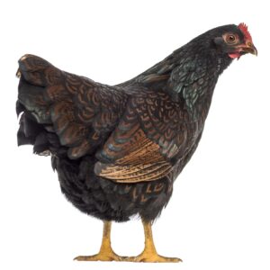 Barnevelder Hen