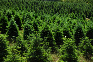 Cover photo for North Carolina Christmas Trees Weathered the Storm