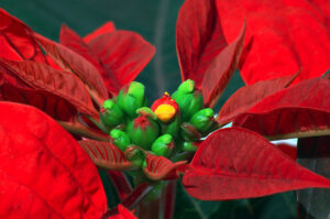 A close up image of the flower buds on poinsettia, surrounded by bright red bracts. The flowers are green, with a small amount of yellow pollen.