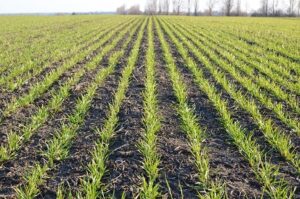 Wheat field