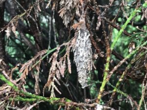 Bagworm on Thuja