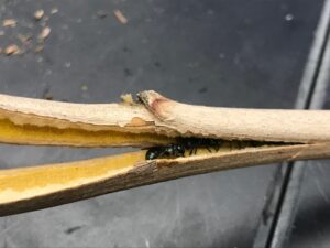 Cover photo for Winter Is a Great Time to Tidy Up Perennial Stems for Pollinator Habitat