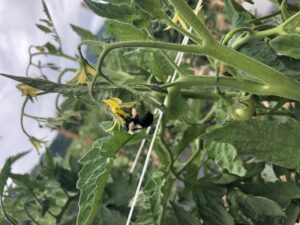 Tomato flowers with bee