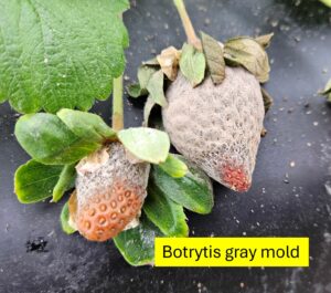 Cover photo for Suggested Spray Schedule for Spring Disease Control in Strawberries