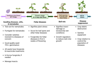 Cover photo for Timeline for Cotton Pest Management Considerations